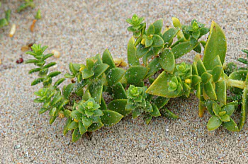 sea sandwort on sand